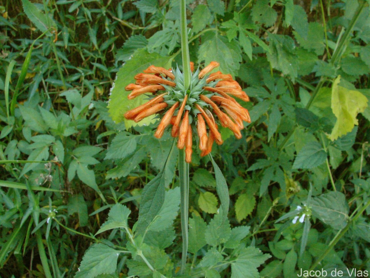 Leonotis nepetifolia (L.) R.Br.